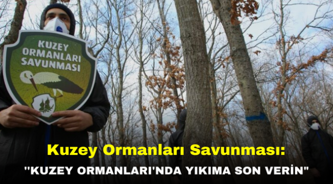 Kuzey Ormanları Savunması: ''Kuzey Ormanları'nda yıkıma son verin"