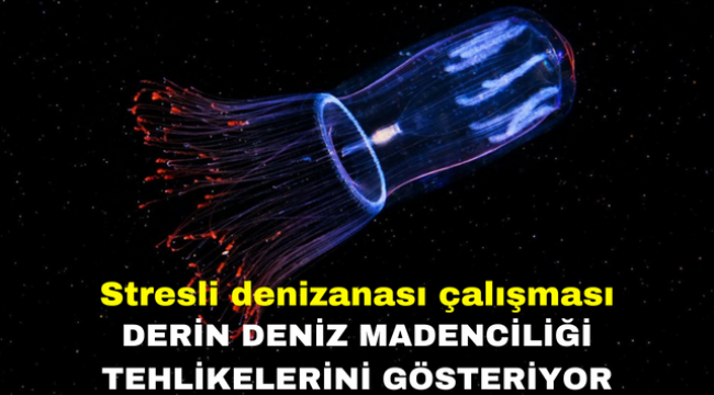 Stresli denizanası çalışması derin deniz madenciliği tehlikelerini gösteriyor