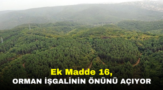 Ek Madde 16, Orman Işgalinin Önünü Açıyor