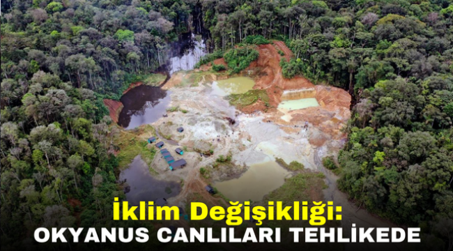 İklim Değişikliği: Okyanus Canlıları Tehlikede