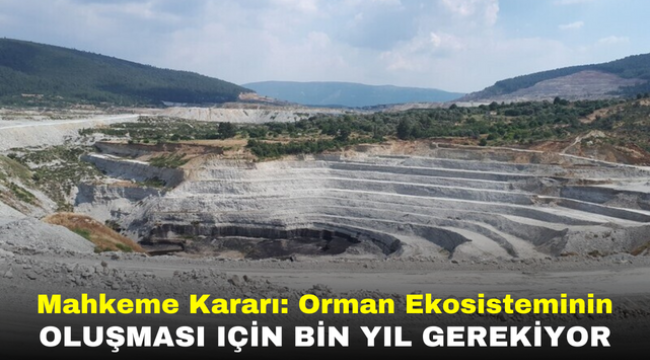 Mahkeme Kararı: Orman Ekosisteminin Oluşması Için Bin Yıl Gerekiyor