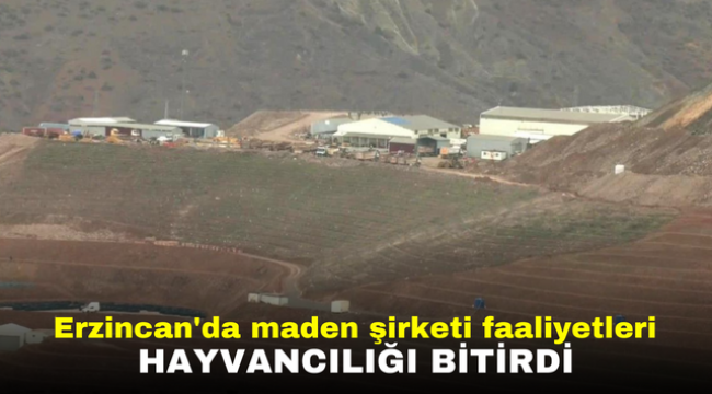 Erzincan'da maden şirketi faaliyetleri hayvancılığı bitirdi