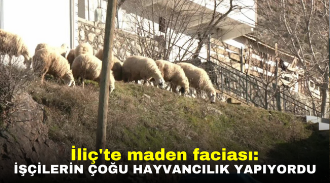 İliç'te maden faciası: İşçilerin çoğu hayvancılık yapıyordu