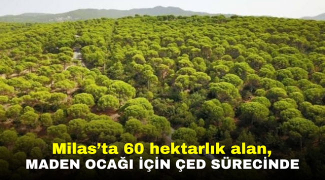 Milas'ta 60 hektarlık alan, maden ocağı için ÇED sürecinde