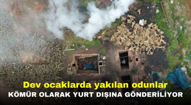 Dev ocaklarda yakılan odunlar kömür olarak yurt dışına gönderiliyor