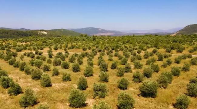 "2025'te 511 hektar maden sahası rehabilite edilmiş olacak"