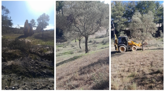 Akbelen'in Komşusunda Maden Uğruna Talan! İş Makineleri Zeytinliklere Girdi